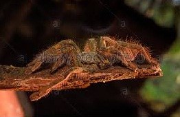 Agasthyamalai Biosphere Reserve