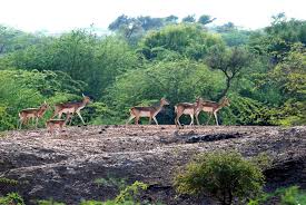 Gautam Buddha Wildlife Sanctuary