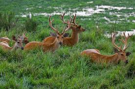 gautam buddha wildlife sanctuary 