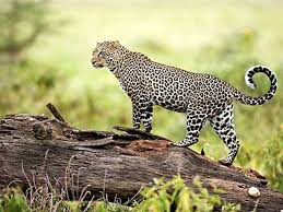 Gautam Buddha Wildlife Sanctuary